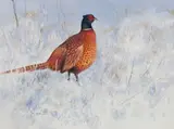 Rodger McPhail, Pheasant in the snow