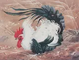 Charles Frederick Tunnicliffe R.A., Cockerel - The Squall, a study, pencil heightened with white