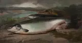 John Russell, Prize winning Salmon
