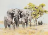 David Kelly, Elephants by waterhole, oil on canvas