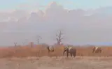 Kim Donaldson, Elephants at dusk, pastel