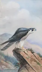 Roland Green, Peregrine Falcon, watercolour with heightening