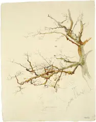 August Leopold Venus, Baumstudie, Aquarell und Feder in Schwarz auf Bütten