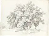 Johann Jakob Frey, Italienische Baumgruppe, Um 1840, Bleistift und Tusche laviert auf Velin