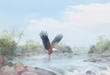 John Cyril Harrison, Fishing on the Kafue River