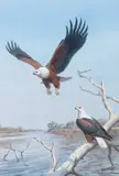 John Cyril Harrison, The Fish Eagles from the Luangwa Valley