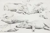 Wilhelm Friedrich Kuhnert, Ceylonese wild pigs, pencil