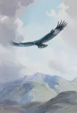John Cyril Harrison, The Black Eagle from the Drakensberg
