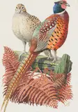 Charles Frederick Tunnicliffe R.A., Pheasant and Grouse