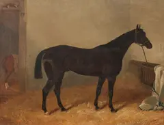 John Duval, Seal brown horse in a stable, oil on canvas