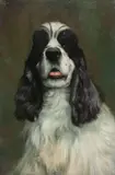 Henry S Quarrie, Black and white Cocker Spaniel, oil on canvas laid on board