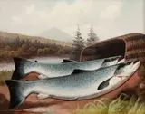 John Bucknell Russell, A pair of salmon, oil on canvas