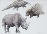 Peter Barrett, A collection of thirty two watercolours of exotic and native wildlife species