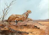 Spencer Hodge, Cheetah, oil on canvas