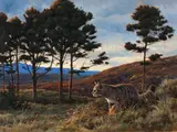 Julian Friers, Scottish Wildcat