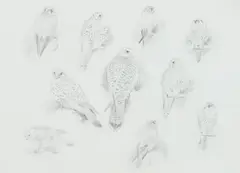 John Cyril Harrison, Study of Gyrfalcon, pencil