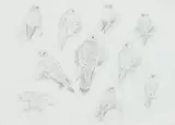 John Cyril Harrison, Study of Gyrfalcon