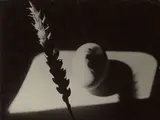 Jaroslav Rössler, Ohne Titel (Stilleben mit Ei und Ähre), 1960, Vermutlich Vintage. Silbergelatineabzug