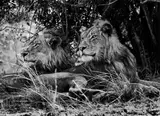 Sebastião Salgado, ZAMBIA
