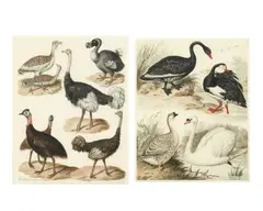 Sydenham Teast Edwards, A pair of studies of birds including a Dodo, Ostrich, Black Swan, Spur Winged Goose and a Swan, both signed, pen and ink and watercolour