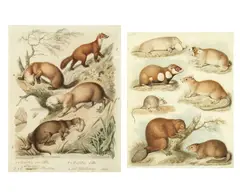 Sydenham Teast Edwards, A pair of studies of mammals including otters and beavers, pen and ink and watercolour