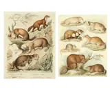 Sydenham Teast Edwards, A pair of studies of mammals including otters and beavers, pen and ink and watercolour