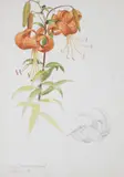 Tiger Lily by Joseph Edward Southall R.W.S., sold Dec 2016