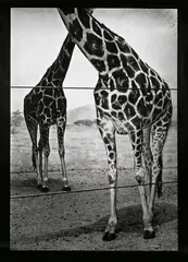Albin Biblom, Ohne Titel (Zwei Giraffen), aus: „The Journals of Jacob Mandeville“., 2001, Silbergelatineabzug mit Acrylfarbe. Unikat