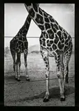 Albin Biblom, Ohne Titel (Zwei Giraffen), aus: „The Journals of Jacob Mandeville“., 2001, Silbergelatineabzug mit Acrylfarbe. Unikat