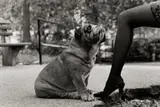 New York City by Elliott Erwitt, 1989, Silbergelatineabzug, sold May 2013