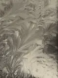 Aenne Biermann, Eisblumen, 1929, Vintage. Silbergelatineabzug. Agfa-Lupex-Papier