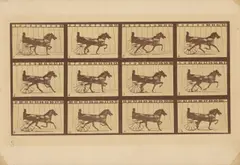 Eadweard Muybridge, 'Abe Edgington' Trotting at a 2:24 Gait over the Palo Alto track, 15 June 1878, aus der Serie „The Horse in Motion, 1878, Vintage. Albuminabzug