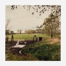 Terry Evans, Cattle grazing, former Joliet Arsenal, east side, May 1995, 1995, C-print on Kodak