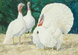 Charles Frederick Tunnicliffe R.A., White Holland turkeys