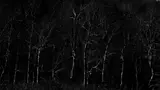 Harry Callahan, New Hampshire
