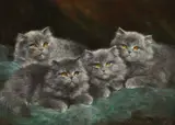 Lilian Cheviot, Kittens