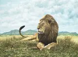 Simon Combes, Lion in the savannah, oil on canvas