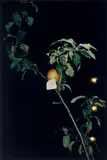 Please leave this one (night) by Wolfgang Tillmans, 2002, C-Print. Fujicolor-Professional-Papier, sold May 2018