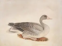 Company School, Study for a duck, pen and ink and watercolour on laid paper