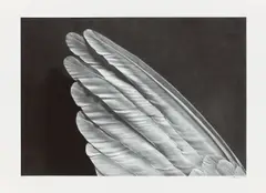 Wing (Small Version) by Robert Longo, 2013, Pigmentdruck auf leichtem Karton, sold Dec 2016