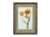 Monogrammist R., Tulip Sylvestrus, black chalk and watercolour on laid paper