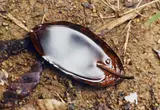 Leaf by Wolfgang Tillmans, 1995, Farbphotographie, sold Nov 2008