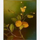Rare and early Standard Glaze plaque/tile by Rookwood Pottery, sold May 2019