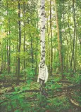 Daniel Josefsohn, Aus der Installation „Es wird alles gut Mutter, 2009, Inkjet-Print auf Leinwand