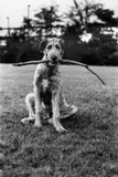 New Jersey (Irish Wolfhound) by Elliott Erwitt, 1971, Silbergelatineabzug, 1970er Jahre, sold Nov 2014