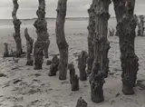 Albert Renger-Patzsch, Buhnenpfähle bei St. Malo. Bretagne