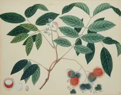 Company School, Studies of a rambutan; Studies of a coffee plant, a pair