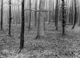 Albert Renger-Patzsch, Ohne Titel (Wald). 1930er–1940er Jahre