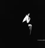 Milton H. Greene, Marilyn Monroe, aus: The Black Sitting, 1956, Späterer Silbergelatineabzug