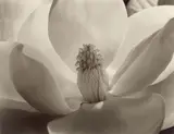 Imogen Cunningham, Magnolia Blossom